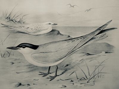 c1896 Antiker Vogeldruck THE GULL BILLED TERN Britische Vögel von F.W. Frohawk