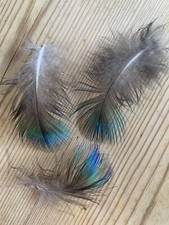 SMALL IRIDESCENT PEACOCK FEATHERS X20 Craft Art 