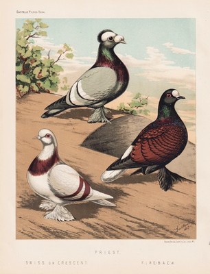pigeon Taube pigeo Tauben Swiss Crescent Priest Fire Back Lithograph Ludlow 1870
