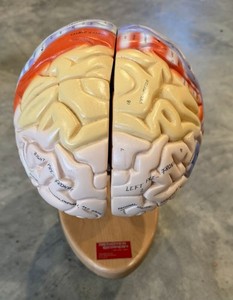 DENOYER-GEPPERT Anatomical Life-Size 2X Human Brain Teaching Model w/ Stand GR8