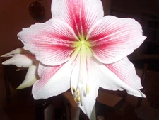 1 small amaryllis Hippeastrum off-set from Glee 4-8 cm circumference