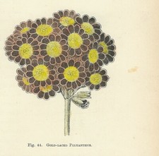 POLYANTHUS Stampa antica del 1896 di FIORI Incisione inglese botanica