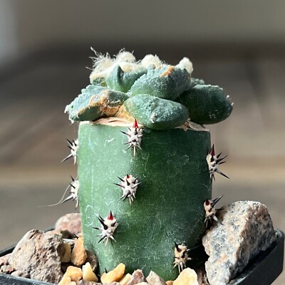 A16-110.Cactus... fissuratus (hooked tubercles) (Grafted)