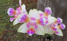 Orchidee Phalaenopsis Spunky 'Peloric' Nr 1 11.4