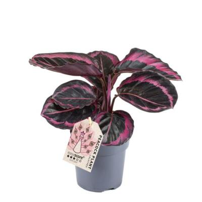 Calathea roseopicta 'Dottie' 'M' Exotische Zimmerpflanze - Pflegeleichte Pflanze