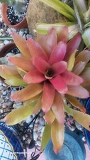 Bromeliad Neoregelia Super Fireball live exotic plant - Loves full sun