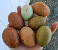 Fertilized Rainbow Hatching Eggs 12  