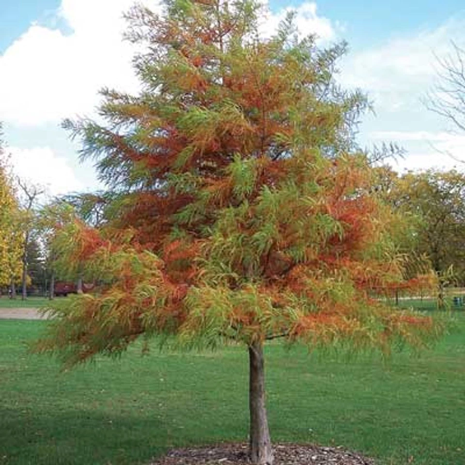 3 cipreses calvos - Taxodium distichum - 12-24" de alto Foto 3 de 4
