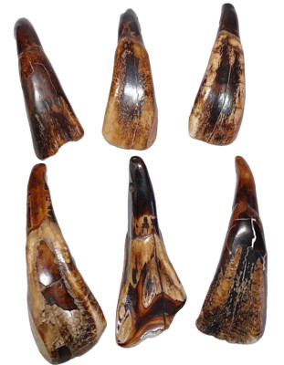 Buffalo Teeth Pendants 6 Pcs, 2.25'',  2.5mm Holes, Slight Imperfections, Reduced
