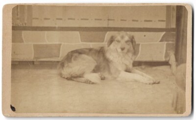 1870s CDV  Dog Portrait - Almost looks like it is smiling for the camera