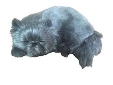 Gatto Persiano - Il cucciolo che respira - Breathing Puppies - PERFECT PETZZZ