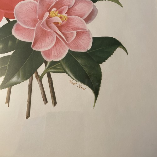 Vintage Framed Still Life’ Camellia Japonica Lady Vansittart . Signed Paul Jones - Picture 3 of 19