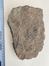 Crinoid Fossil Morocco Devonian Period Mahoumacrinus 400 Million Years Old