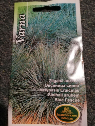Azul Fescue, Hierba Ornamental, Hermoso Azul-Verde 200 Semillas APROX, 0,2 GR - Imagen 1 de 3