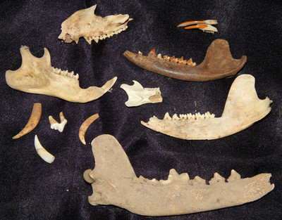 REAL Jaw Bones and Teeth ~ Assortment of Miscellaneous Jaws & Teeth ~ As Shown