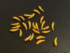 LEGO 53451 Zahn Kralle Zähne Klaue Hörner Horn Tier Stoßzahn 25 Stück gold