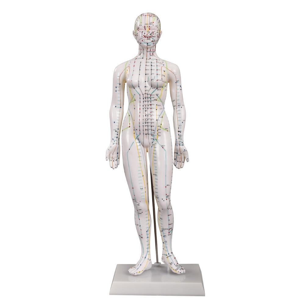 66fit™ Acupuncture Female Model - 48cm - Pressure Point and Meridians
