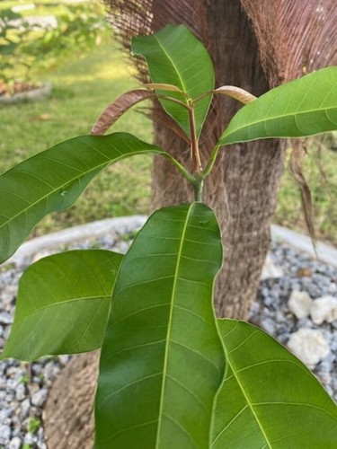 19" FRUIT PUNCH (MAGNIFERA INDICA/ZILL 80 X JAKARTA MANGO SEEDLING(NOT GRAFTED) - Picture 11 of 18