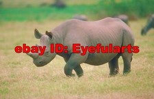 Rhinos Hippos Corel Royalty-Free Stock Photo CD-ROM Disk USB