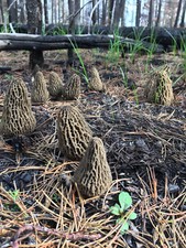 JUMBO WILD Morel Mushrooms, Whole Dried - 4oz.