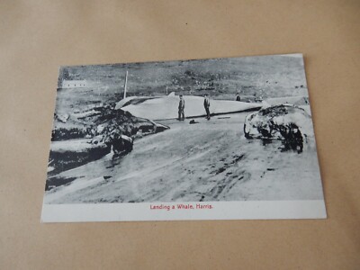    P7H2 POSTKARTE HARRIS WALFANGSTATION 