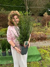 .6 x English Yew Trees. Hedging Evergreen 60-70 cm. inc.