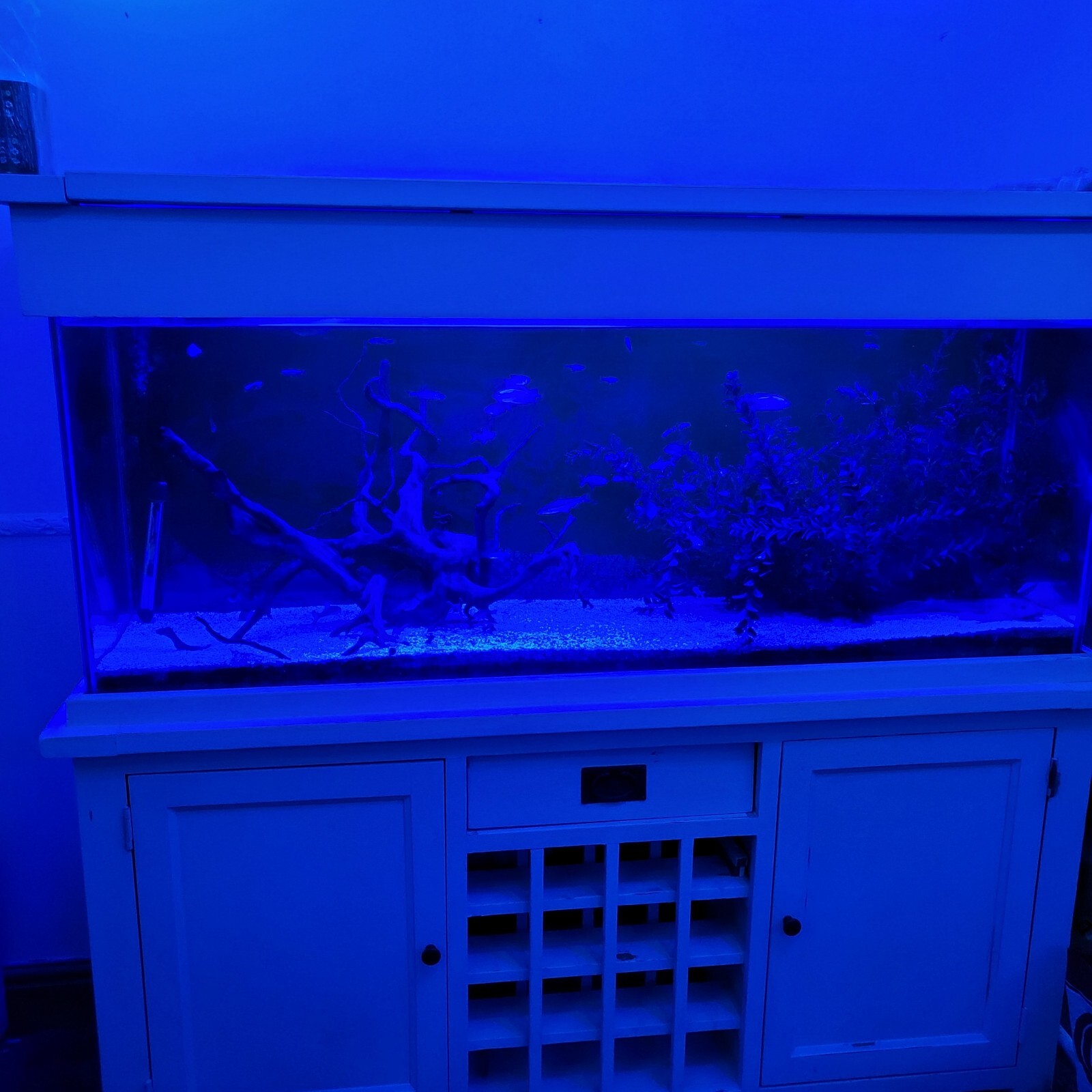 Large, 5 Foot Aquarium fish tank. eBay