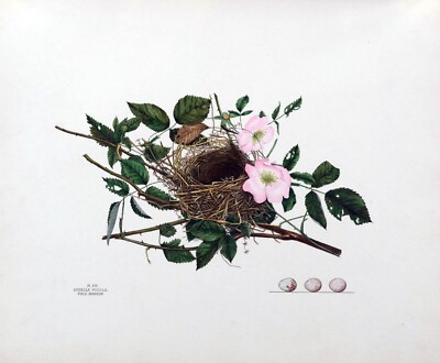 13099.Decoration Poster.Wall Room home art vintage design.Sparrow bird nest.Eggs