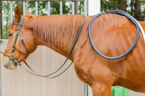 Pmst Loop Pemf Therapy Dogs Horse Solid State Pemf For Vet Pain Relief Machine - Picture 8 of 17