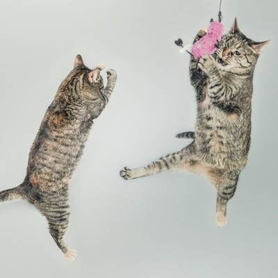 Artographie - Cat Party - Art Print on Paper or Canvas