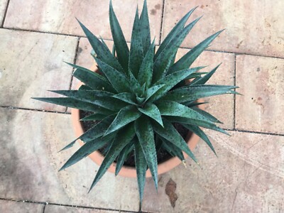 Mangave ''Pineapple Express'', Ananas, Schöne Farben,  Agave , 15-20cm, Selten