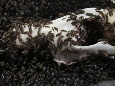 2,500+ Dermestid Beetles & Larvae-Clean, Live, Healthy - Walks Again Taxidermy®
