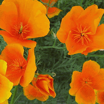 1000 Red Chief California Poppy Wildflower Seeds Everwilde Farms Mylar Packet