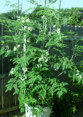65 Pcs. Moringa Olefeira Organic Seeds non GMO the miracle tree amazing benefit
