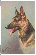 ASHP10-0648-DOG - PORTRAIT OF AN ALSATIAN SHEPHERD DOG