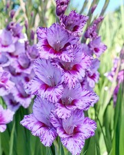 Gladioli Passos Bi-Colour - Large XXXL 3Lt Potted Flowering Cormous Perennials