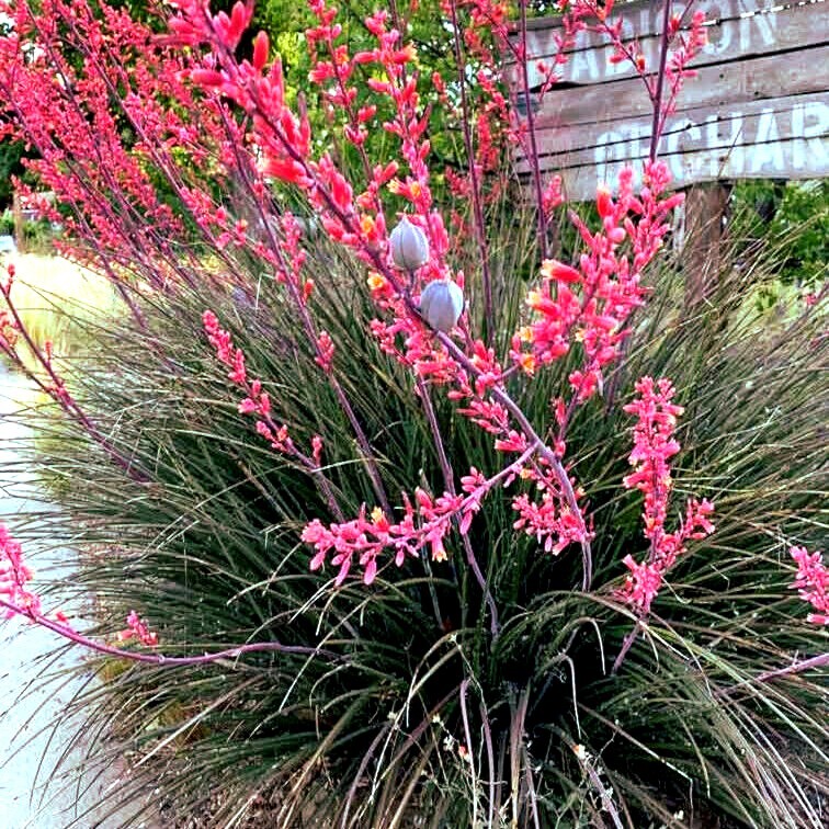 ★☆★yucc★☆★ 25 RED YUCCA SEEDS (Hesperaloe parviflora) Hummingbird