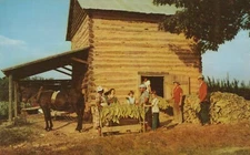Stringing Tobacco At Harvest Time Tobacco Leaves Vintage Chrome Post Card