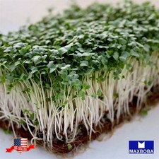 Broccoli Microgreens 4400 Seeds - Waltham Non-GMO Heirloom
