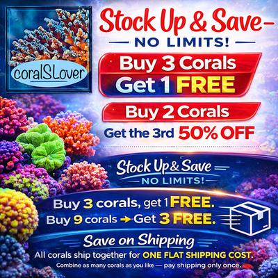 Coral　3/2一緒に配達 live coral -Safecracker Zoanthids 
