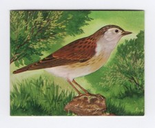 Greggs NZ aquatic birds 1974. Hedge Sparrow