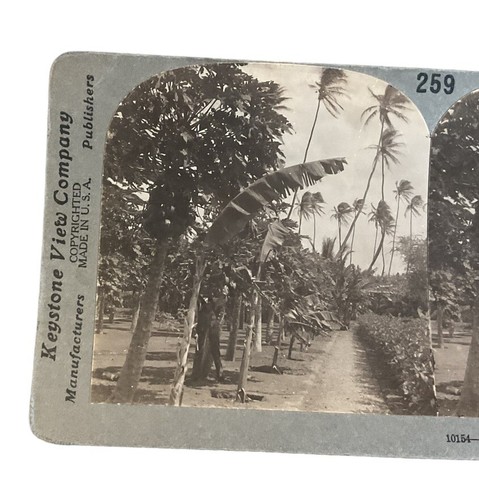 Mauna Loa Valley HI Hawaii Hawaiian Territory Papaya Papaia Trees SC1 - Picture 3 of 5