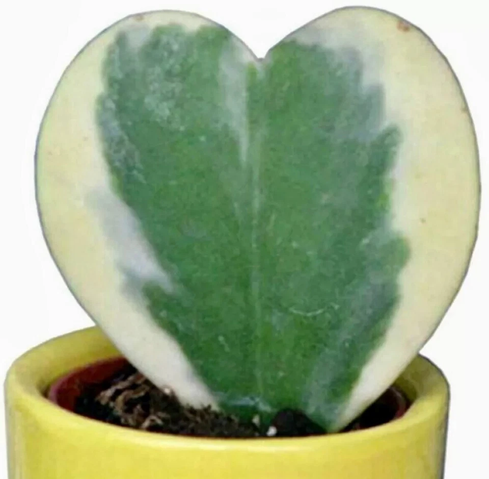 Semillas Hoya Kerrii Variegata ~ Corazón ~ Suerte ~ Corazones ~ Regalos de San Valentín ~ San Valentín Foto 4 de 4