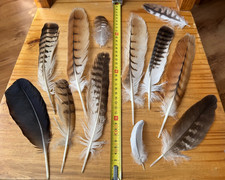 12 Federn Vogel aus Sammlung