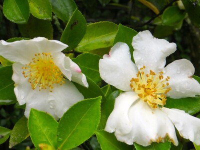 mock orange plant Illuminati Spice Mock Orange For Sale