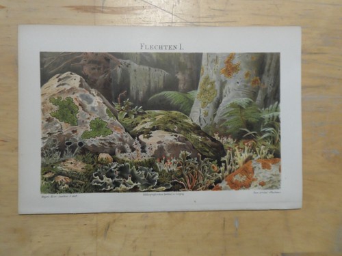 Genuine(1906) Chromolithograph Lichen I. (N19)