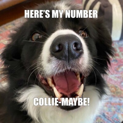 Border Collie  dog  refrigerator magnet 3 1/2 X 3 1/2 ''