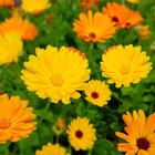 Fiesta Gitana Calendula Seeds | Heirloom | Edible Flowers | Free Shipping | 1206