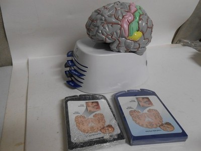 Human Brain Model Medical Doctor Office Display Teaching Education Study Science