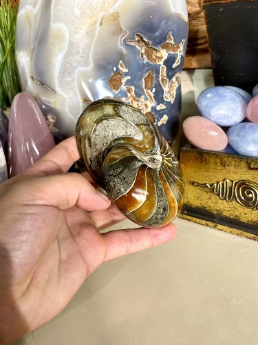 Nautilus Fossil Conch Specimen Crystal Opalized Yoga Meditation Reiki 5” ZENDA - Picture 5 of 9